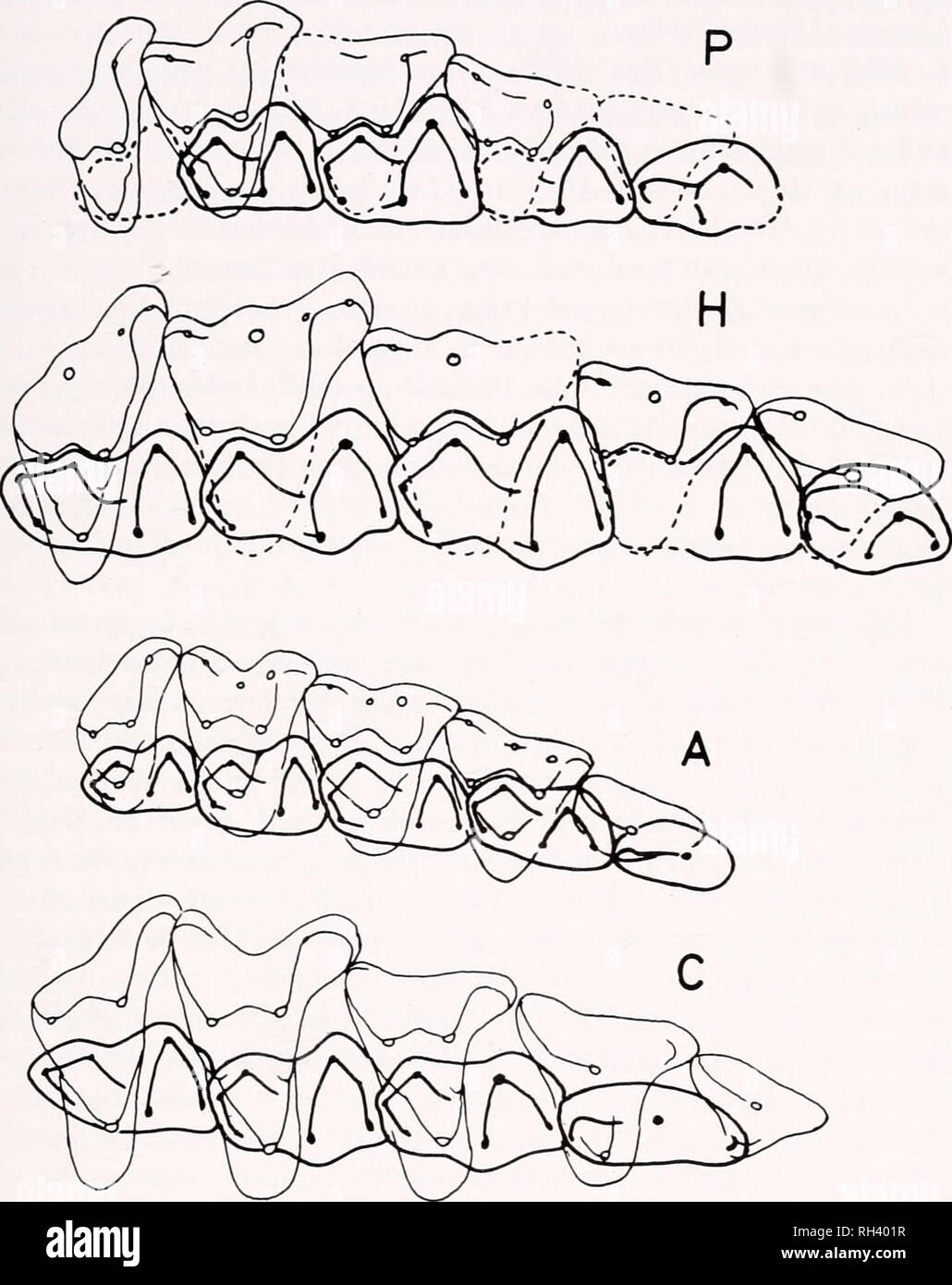 . Breviora. 1978 MAMMALIAN TEETH OF TRIBOSPHENIC PATTERN 19. Figure 5. Reconstructions of cheek teeth in occlusion. P. Pappotherium patter- soni; H, Holoclemensia texana; A, Alphadon marshi (a marsupial); C, Cimolesles incisus (a placental). Specimens used in the reconstruction of Pappotherium: M', PM 999; M^ PM 894; M3 and M^ the holotype; P4, SMP-SMU 62399; M,, PM 930; M2, PM 965; Ms, PM 948. Specimens used in the reconstruction of Holoclemensia: P*, SMP-SMU 61948; M'. PM 1000; M2, PM 886; M'. the holotype; M^ the paratype; P4, SMP-SMU 61947; M,, PM 966; M2, PM 1005; Mj, SMP-SMU 61727; M4, S Stock Photo