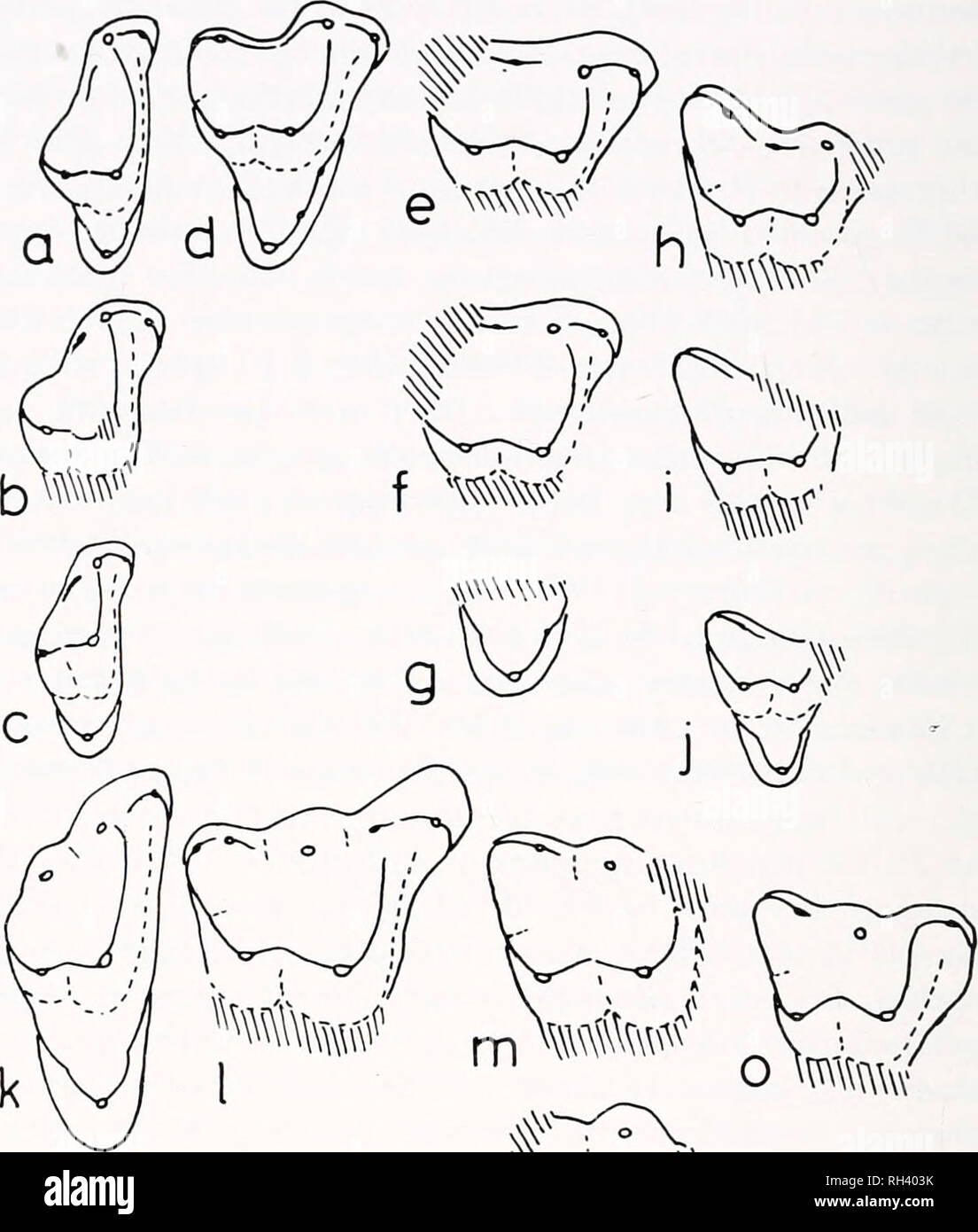 . Breviora. BREVIORA No. 446. 1 mm &gt; &lt; Figure 2. Crown views of upper molars, a, SMP-SMU 61725 (holotype of Pappotherium pattersoni); b, PM 1015; c, PM 1075; d, SMP-SMU 61725 (holotype of P. pattersoni); e, PM 884; f, PM 1749; g, PM 1325? fi, PM 999; i, PM 1238; j, SMP-SMU 62402; k, SMP-SMU 62099 (paratype of Holoclemensia texana); 1, SMP-SMU 61947 (holotype of H. lexana), m, PM 886; n, PM 1004; o, PM 1000; p, PM 1287. All drawn as right teeth: b, c, e, f, i, o, p have been reversed.. Please note that these images are extracted from scanned page images that may have been digitally enhanc Stock Photo