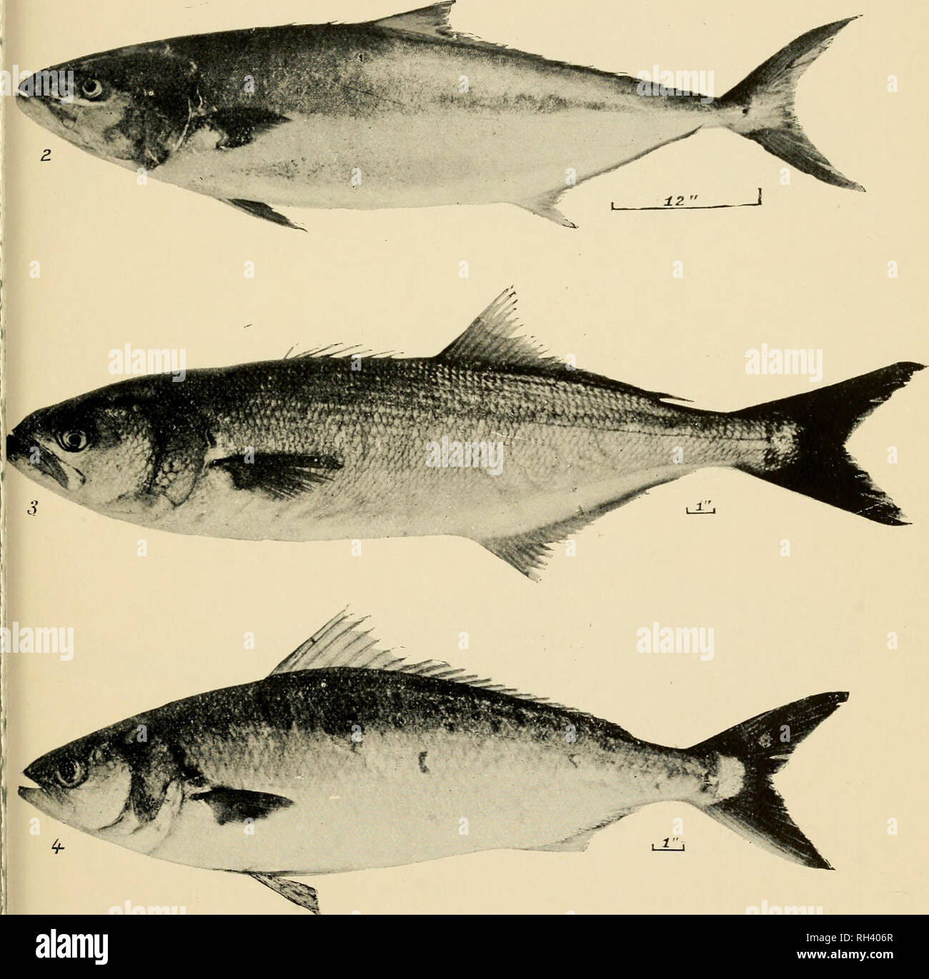 . A brief review of the fisheries of New South Wales, present and potential ... NSW Fisheries; Fisheries. SOME COMMON FISHES OF NEW SOUTH WALES. Samson-Fish, Seriola hippos, Gunther. (2) Kingfish, Seriola lalandi, Cuv. and Val. (3) Tailer, Pomatomus saltatrix (Linnaeus). (4) Australian &quot; Salmon &quot; or &quot; Buck,&quot; Arripis trutta (Forster).. Please note that these images are extracted from scanned page images that may have been digitally enhanced for readability - coloration and appearance of these illustrations may not perfectly resemble the original work.. Stead, David G. Sydney Stock Photo