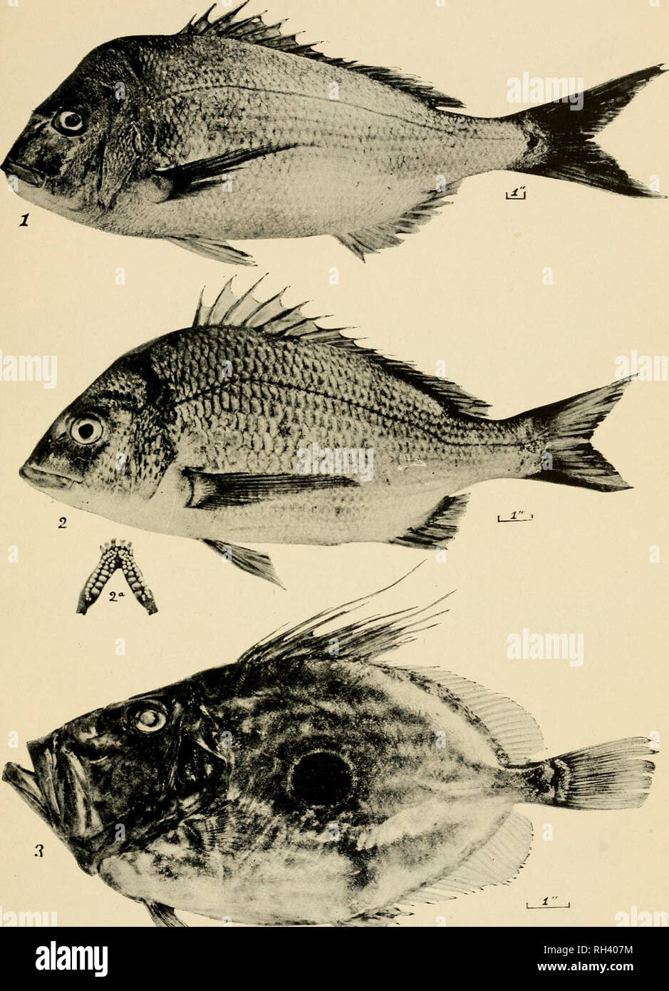 . A brief review of the fisheries of New South Wales, present and potential ... NSW Fisheries; Fisheries. Brief Review of Fisheries of N.S.W. Plate 3.. SOME COMMON FISHES OF NEW SOUTH WALES. (i) Snapper, Pagrosomus auratus (Forster). (2) Black Bream, Chrysophrys australis, Gunther. {2a) Lower jaw of same, showing molars. (3) Australian John Dory, Zeus australis, Richardson.. Please note that these images are extracted from scanned page images that may have been digitally enhanced for readability - coloration and appearance of these illustrations may not perfectly resemble the original work.. S Stock Photo