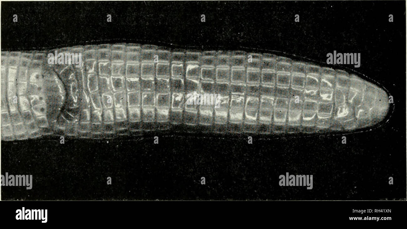 . Breviora. 10 BREVIORA No. 198. Fig. 7. Amphisbaena schmidti. Ventral view of cloaca ami tail of MCZ 7.3115 to show pore size (in a female) and coloration. here. Specimens have 20 to 22 caudal anniili. The cross-section of the tail is circular throughout and the distal tip is capped by a hemispherical portion. The lateral sulci are distinctly marked from back of the first quarter of the trunk length to the level of the cloaca. At their widest they are narrower than the width of one of the l)order- ing segments. The dorsal and ventral sulcus and the lateral sulcus in the anterior quarter are i Stock Photo