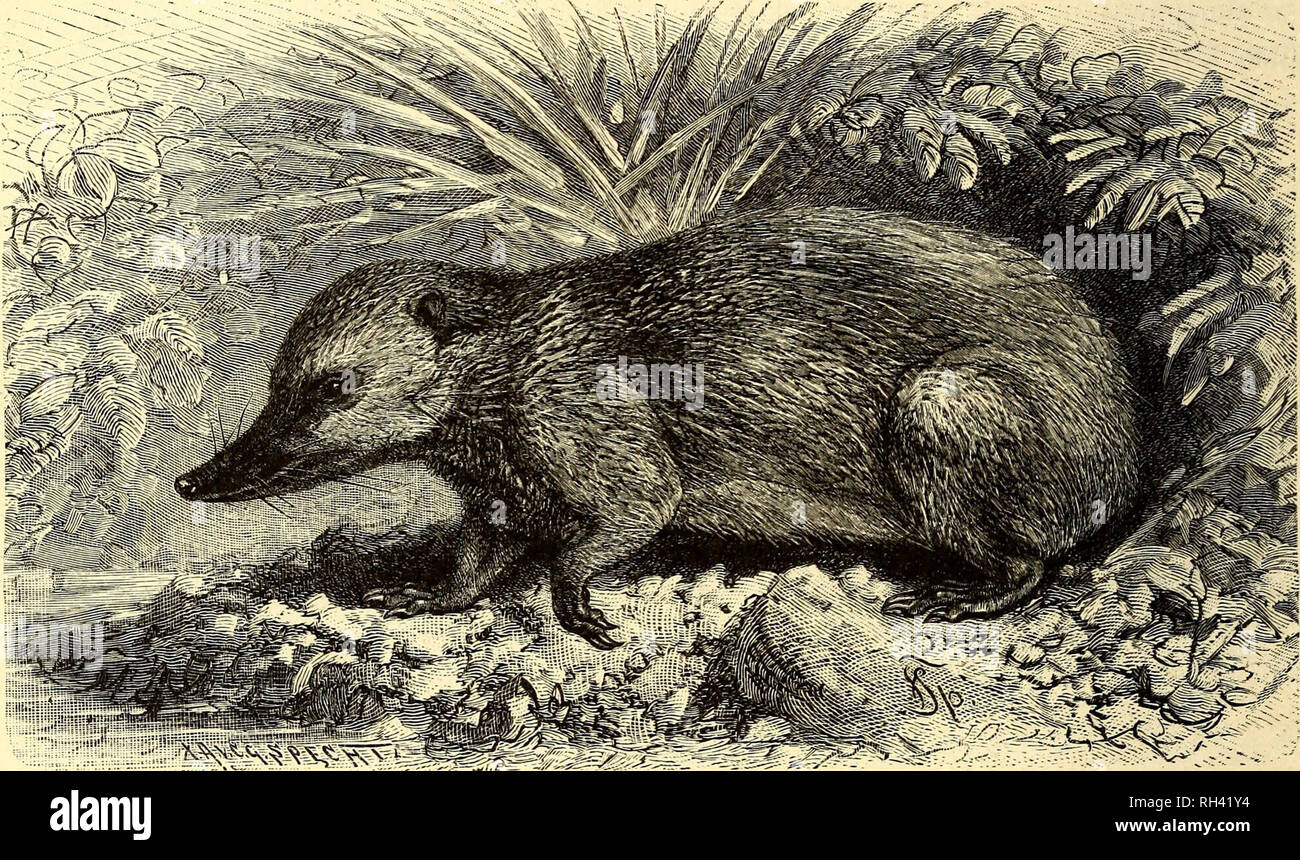 Gusse High Resolution Stock Photography And Images Alamy