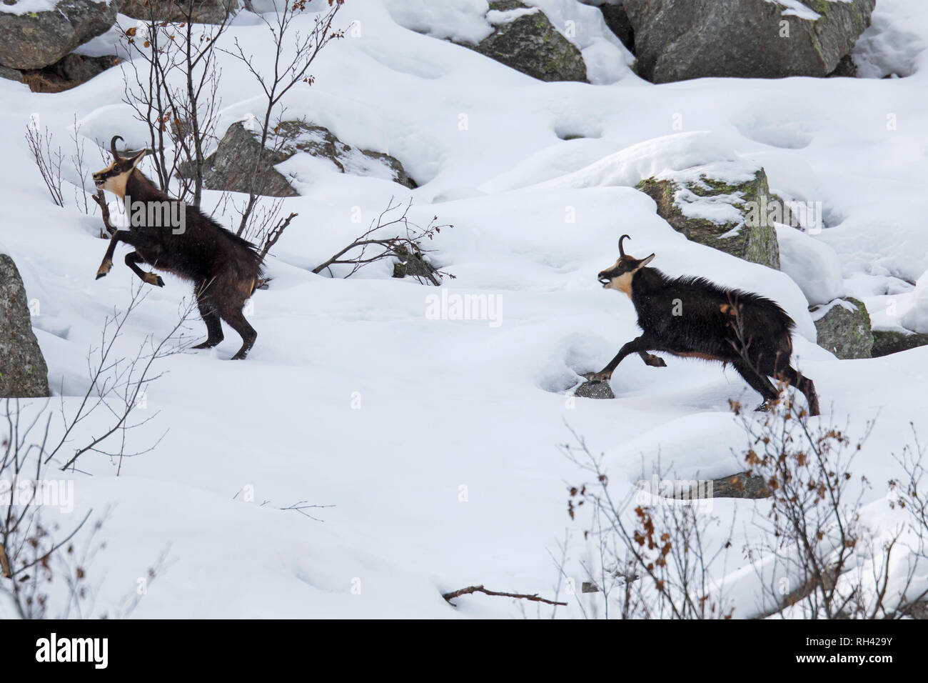 Chamois (Rupicapra rupicapra) male chasing away rival in the snow during the rut in winter in the European Alps Stock Photo