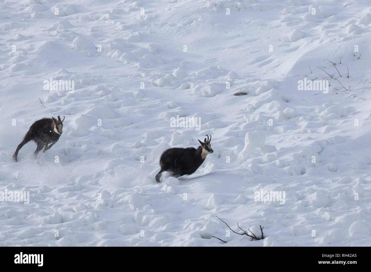 Chamois (Rupicapra rupicapra) male chasing away rival in the snow during the rut in winter in the European Alps Stock Photo