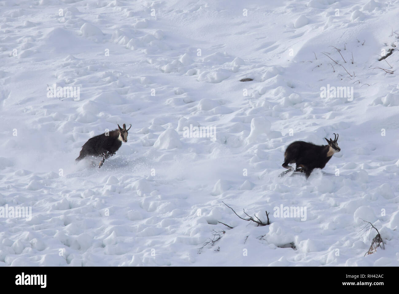 Chamois (Rupicapra rupicapra) male chasing away rival in the snow during the rut in winter in the European Alps Stock Photo