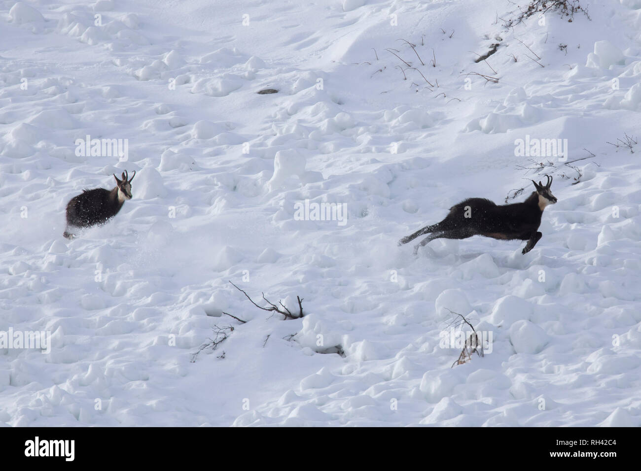 Chamois (Rupicapra rupicapra) male chasing away rival in the snow during the rut in winter in the European Alps Stock Photo