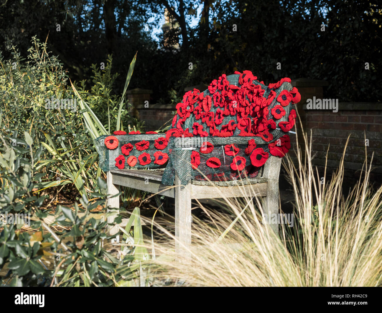 a village remembers Remembrance with yarn bombing red crochet poppy poppies hanging on trees and bushes shrubs throughout the town Stock Photo