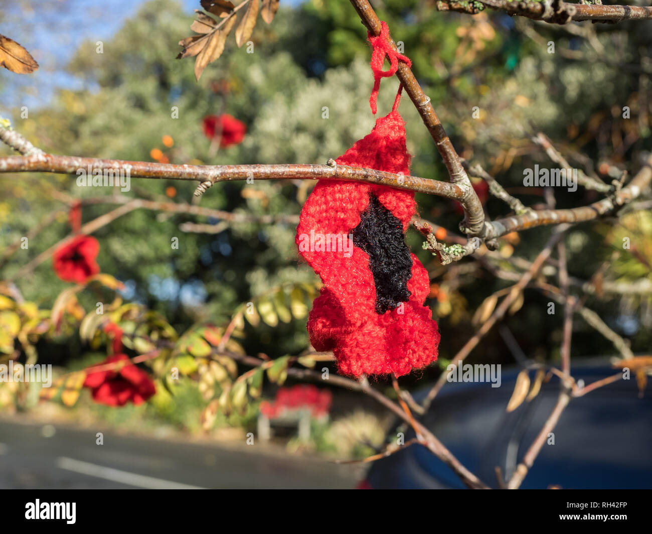 a village remembers Remembrance with yarn bombing red crochet poppy poppies hanging on trees and bushes shrubs throughout the town Stock Photo