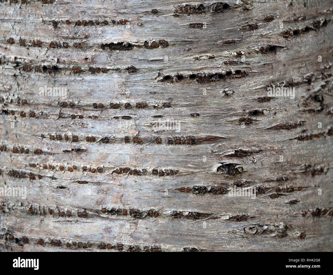 texture and pattern of tree bark Stock Photo