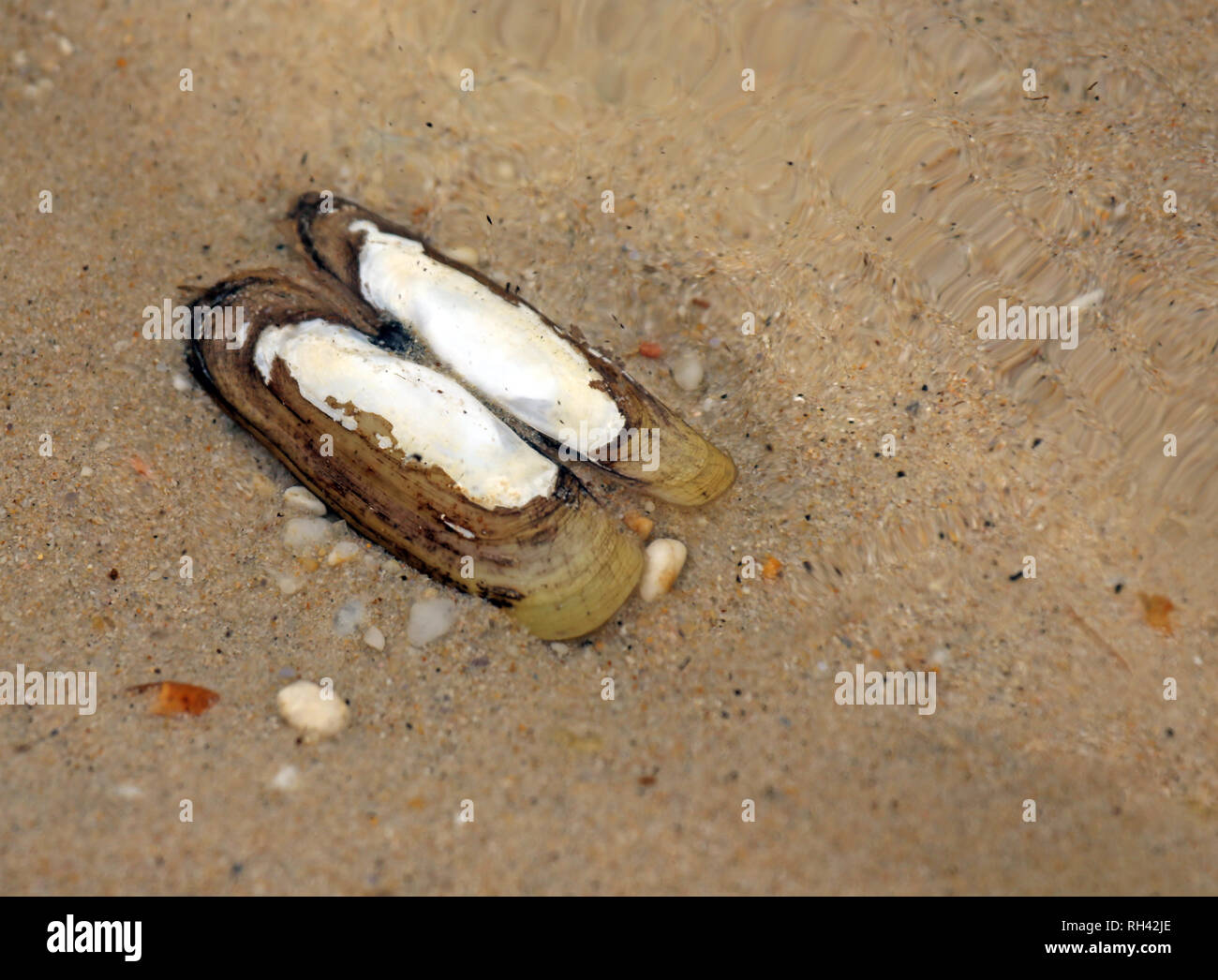 opened dead clam shell on sandy bottom underwater Stock Photo