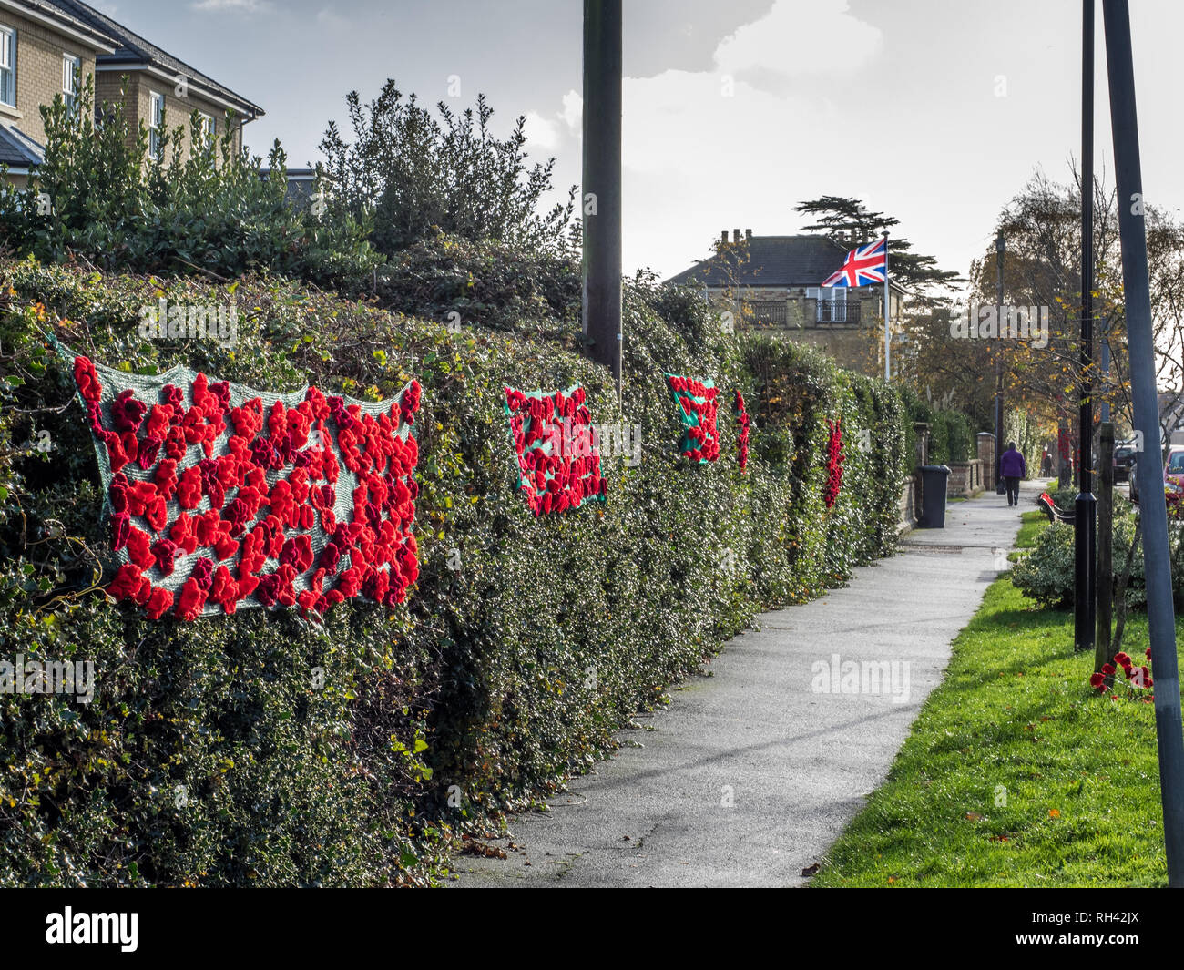 a village remembers Remembrance with yarn bombing red crochet poppy poppies hanging on trees and bushes shrubs throughout the town Stock Photo