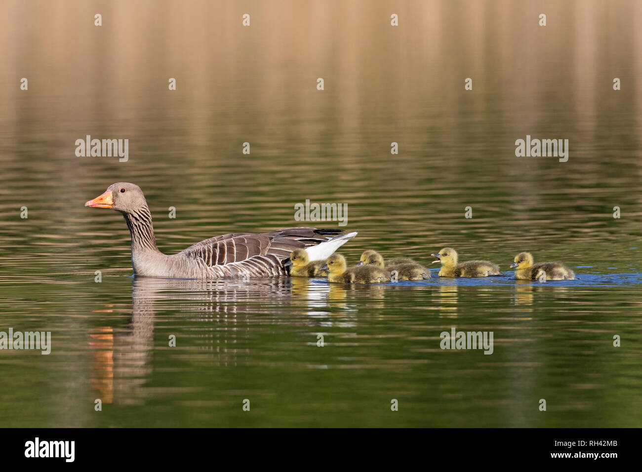 Row of goslings / chicks following greylag goose (Anser anser) parent swimming in lake in spring Stock Photo