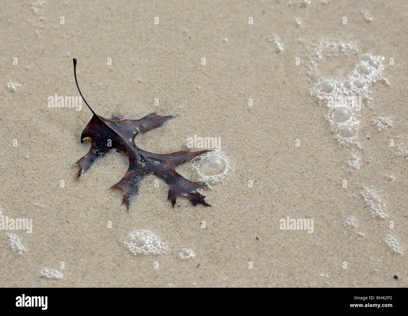 oak leaf on sandy beach with bubbles Stock Photo