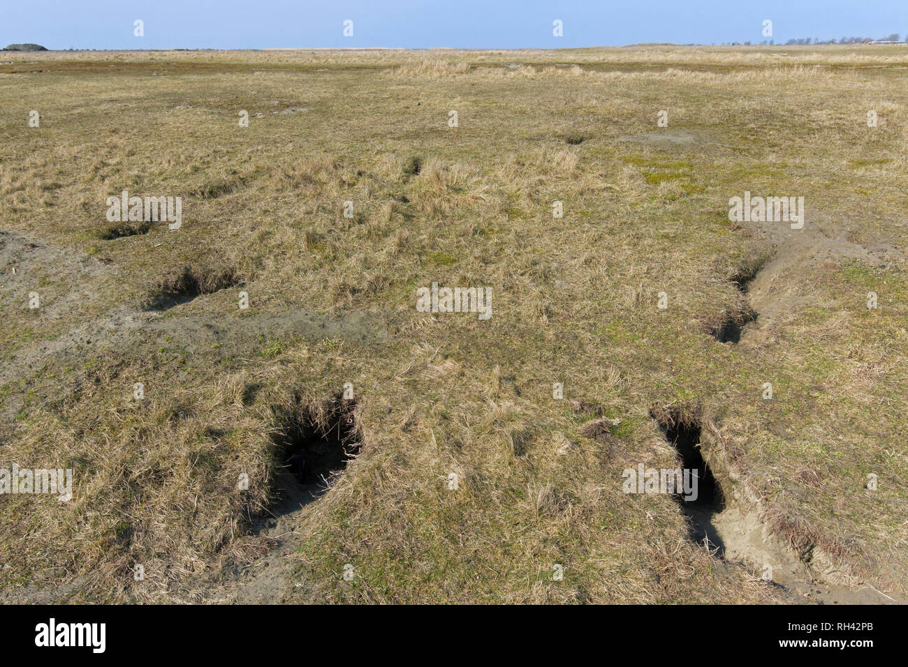 European rabbit (Oryctolagus cuniculus) entrances to burrow / warren in grassland Stock Photo