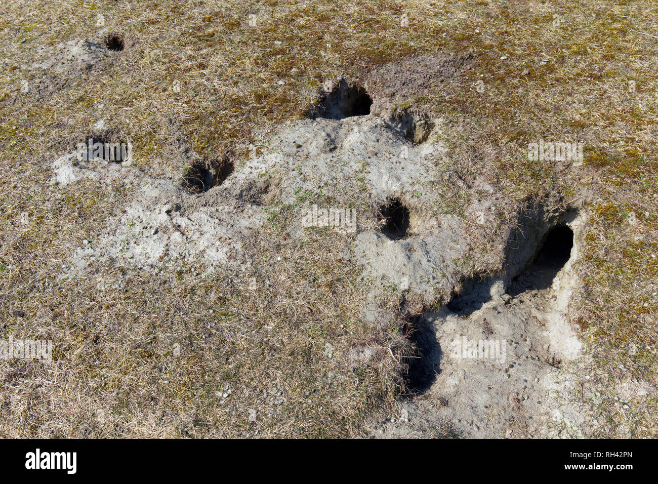 European rabbit (Oryctolagus cuniculus) droppings in front of entrances to burrow / warren in grassland Stock Photo