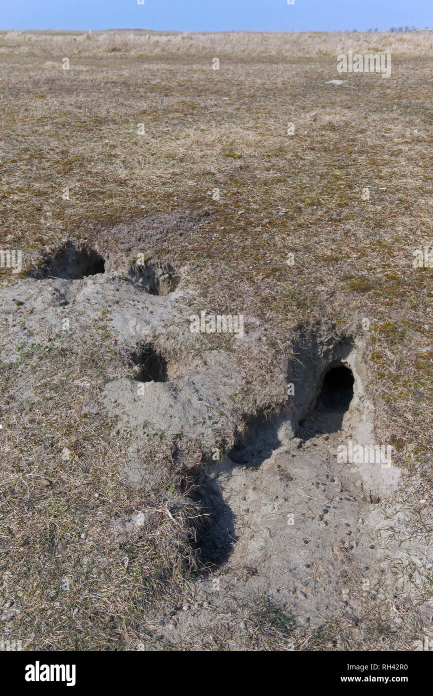 European rabbit (Oryctolagus cuniculus) entrances to burrow / warren in grassland Stock Photo