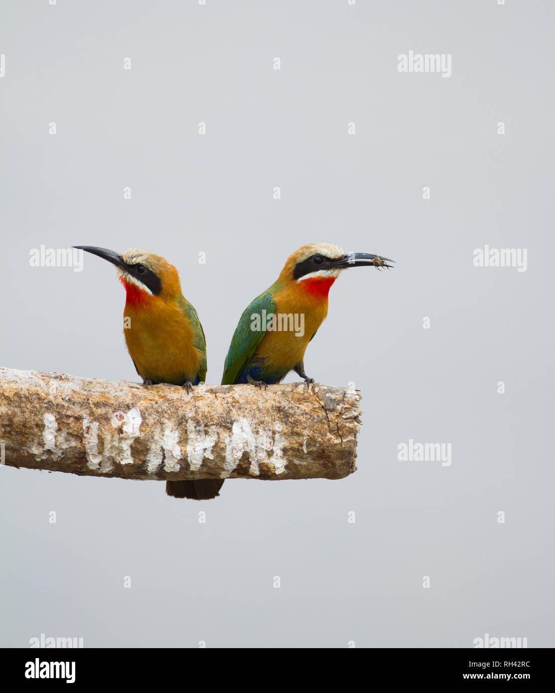 Two White-fronted Bee-eater put on the sandbanks of the Luangwa river, Zambia Stock Photo