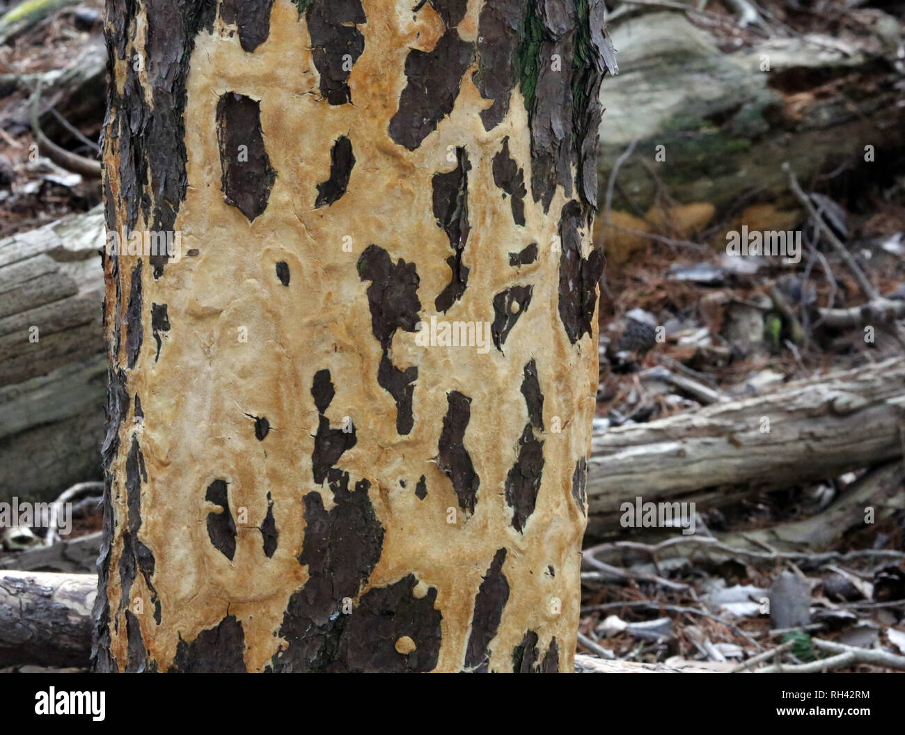 detail of pine bark with covering fungi Stock Photo