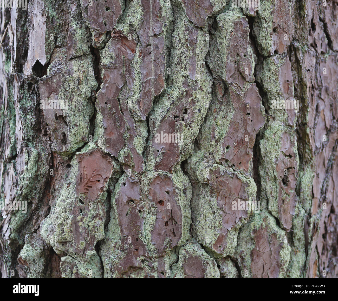 detail of pine bark texture and pattern Stock Photo