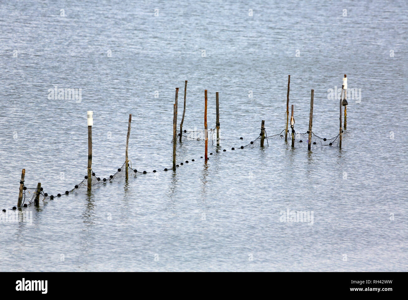 fish trap, also called a pound net, along shore of tidal river Stock Photo