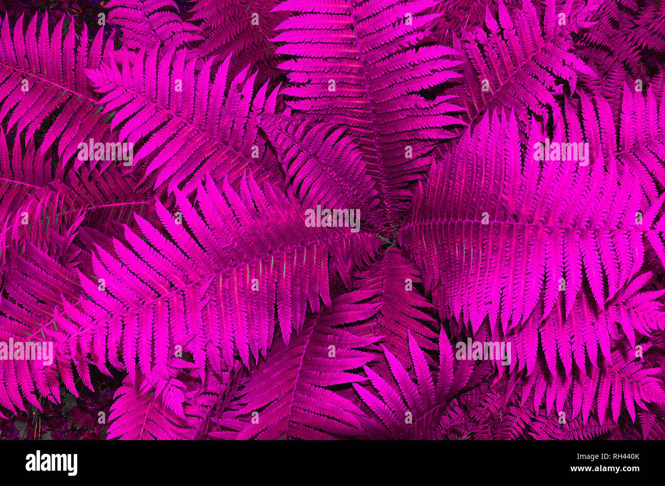 Beautiful fern or bracken leaves texture close up. Natural floral fern foliage background, colored in vivid, creative and positive intensive purple-pi Stock Photo