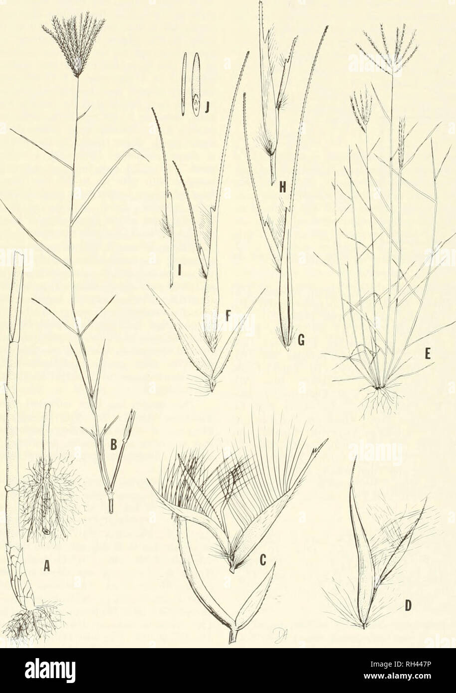 . Brigham Young University science bulletin. Biology -- Periodicals. 44 Brigham Young University Science Bulletin. Fig. 22. Chloris robusta and C. Mollis. (A-D) C. rohmta. (A) lower and middle portions of stem,  1/3; (B) upper stem and inflorescence, x 1/4; (C) spikelet, partly dissected, x 10; (D) sterile florets, x 15. (E-J) C. mollis. (E) habit, x 1/4; (F) spikelet from type of C. mollis, partly dissected, x 10; (G) floret from type of C. anlsopoda, x 10; (H) sterile florets from spikelet with two sterile florets, x 20; (I) sterile floret from spikelet with single sterile floret, x 15; (J) Stock Photo