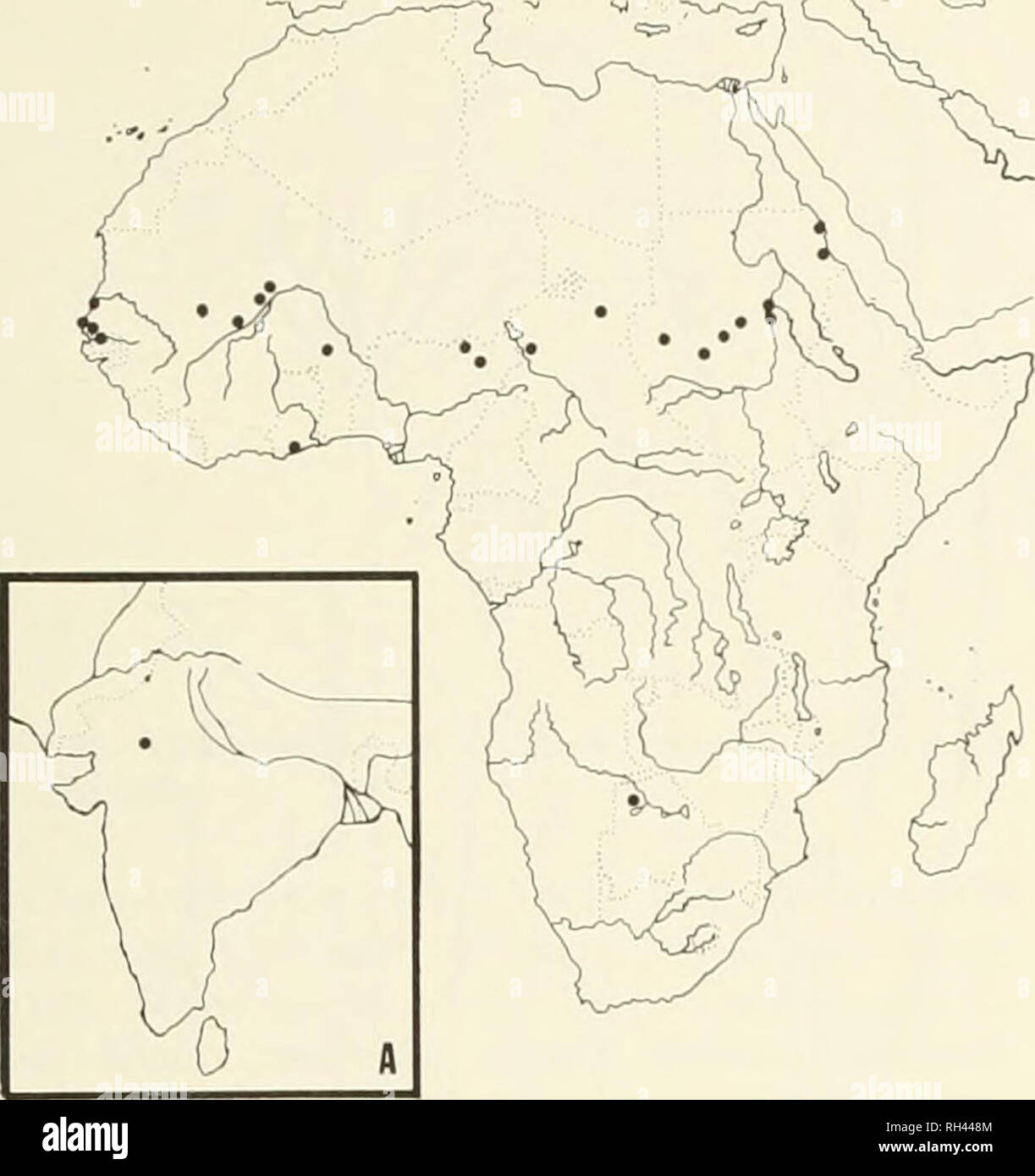 . Brigham Young University science bulletin. Biology -- Periodicals. Biological Series, Vol. 19, No. 2 Taxonomy ok the Genus Chlohis (Gramineae) 43. Fig. 21. Distribution of Chloris prieurii. Inset A: India. INDIA; Rajasthan Prov., Jaipur, Raizada 2/53 (K). MALI: San.sancling, Chevalier 24,958 (P); Nara, Chudeau sm., 26 Aug 1918 (P); Tim- buktu, Hagerup 239 (US). NIGERIA: Bomu Prov., 48 mi N of Damaturu, De Leeuw 1,150 (K). SENEGAL: Kaolack, Berhaut 456 (P); Mbambev, Chevalier 33,795 (P); Pointe Louis, Roberfi/'149.16.2 (K). SUDAN: Blue Nile Prov., Bagein, 50 mi S of Khartoum, Jackson 2,336 (K Stock Photo