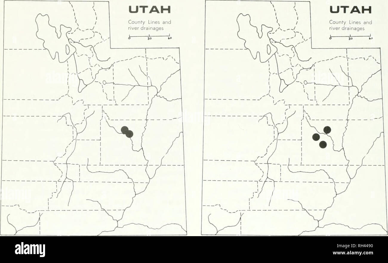 . Brigham Young University science bulletin. Biology -- Periodicals. 44 HuioiiAM YouNc. Univehsitv Science Bulletin UTAH County Lines and river drainages i-. Fig. 56. Cnjptantha joluisfomi late in the throat, fomices low and broad, papil- lose, crests at base of tube lacking, limb 9-13 mm wide; nutlets lanceolate, 3.5-4.5 mm long, densely and uniformly muricate, or with a few short, low ridges, scar narrow, open, and without an elevated margin; style exceeding mature fruit 4-6 mm. Barren clay hills. Endemic to the San Raphael Swell, Emery County, Utah. April-May. Fig. 57. Emen,' Co., .San Raph Stock Photo