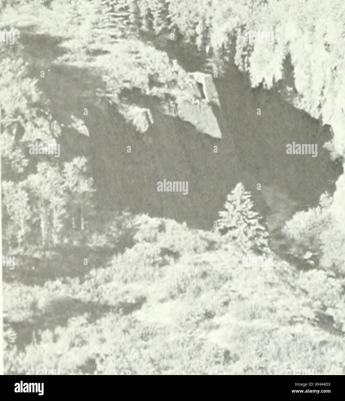 . Brigham Young University science bulletin. Biology -- Periodicals.   J %^ â â &gt; t I &quot;10 7. Southwest along Buckinghorsc Creek near its junction with the Spatsizi River. Outcrops of Jurassic canics are in the foreground with spruce woods on the talus of the overlying Bowser formation at approxim .57Â°27' N; 128Â°35' W. Picea glauca woodland, with Populus tremuloides, lietulti glamlulosa. an ' species in the openings. vol- atelv SÂ«/iA:. Please note that these images are extracted from scanned page images that may have been digitally enhanced for readability - coloration and appeara Stock Photo