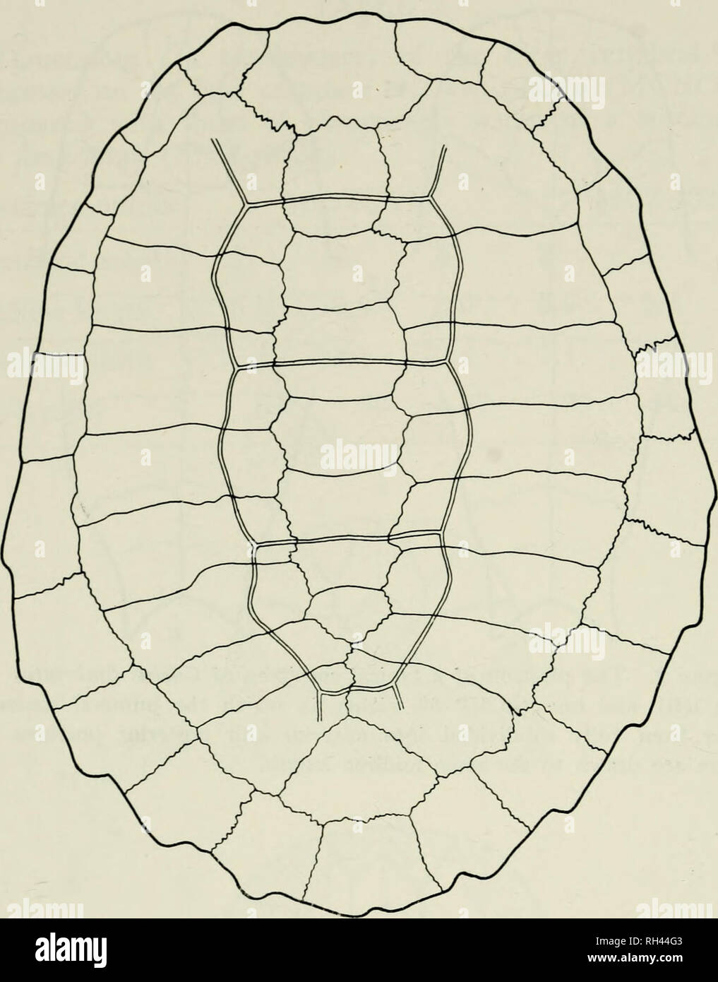 . Breviora. 18 BREVIORA No. 435. Figure 3. Sketch of the carapace of Chelus lewisi to show the pattern of bone sutures as well as those scute sulci that can be detected. Some compensation has been made for distortions resulting from the dorsoventral compaction of the specimen (compare with Plate 4).. Please note that these images are extracted from scanned page images that may have been digitally enhanced for readability - coloration and appearance of these illustrations may not perfectly resemble the original work.. Harvard University. Museum of Comparative Zoology. Cambridge, Mass. , Museum  Stock Photo