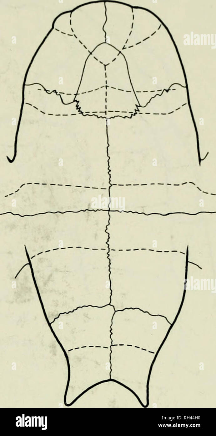 . Breviora. . Figure 2. The plastron of a typical specimen of Chelus fimbriatus (MCZ 4028; left) and one (PCHP 38; right) in which the humeral scutes have nearly been fully subdivided into anterior and posterior portions. Both plastra are drawn to the same midline length.. Please note that these images are extracted from scanned page images that may have been digitally enhanced for readability - coloration and appearance of these illustrations may not perfectly resemble the original work.. Harvard University. Museum of Comparative Zoology. Cambridge, Mass. , Museum of Comparative Zoology, Harv Stock Photo