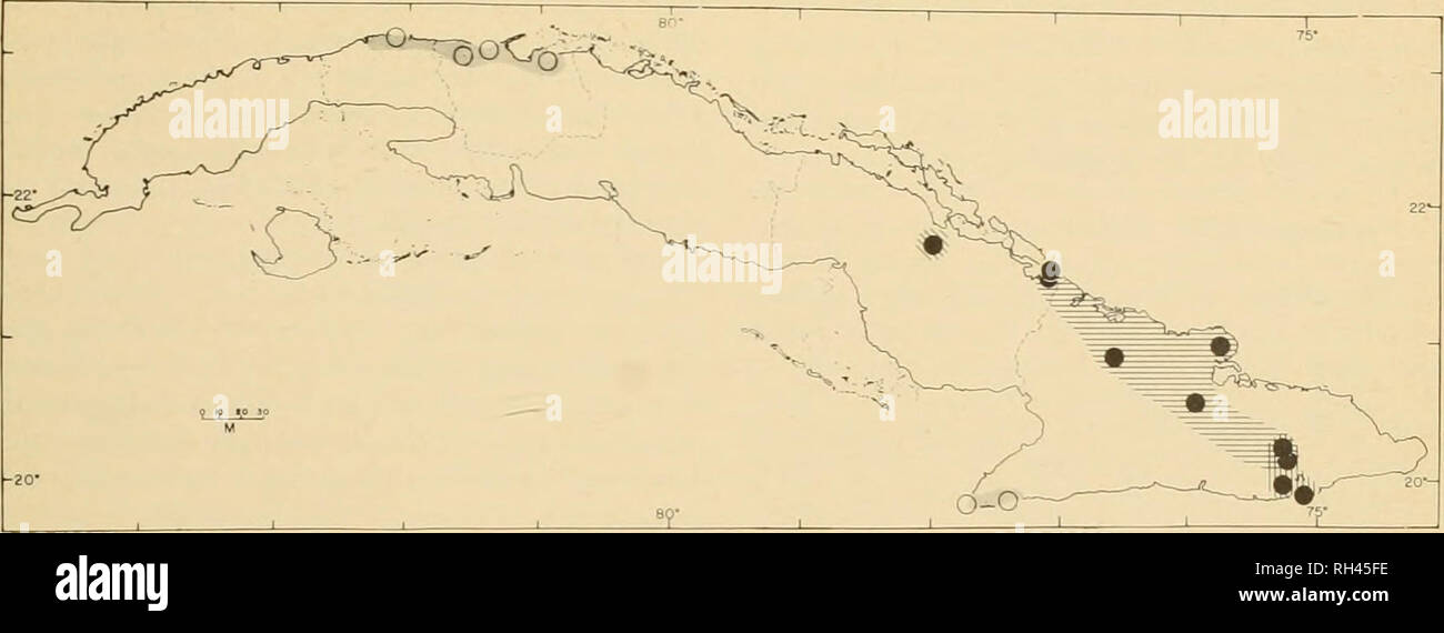 . Brigham Young University science bulletin. Biology -- Periodicals. Geckos of the West Indies 11. Fig. 6. Map of Cuba. Solid symbols indicate locality records for Sphaerodactylus decoratus, hollow symbols for S. intermedins. Ranges of subspecies of S. decoratus are as follows: S. d. granti, horizontal lines; S. d. lisso- desmus, diagonal lines; S. d. strategus, vertical lines. Overlap of symbols of granti and strategus in the vicinity of Guantanamo indicates area of intergradation. in prominent brown on cream marbling; ground color of body tan to pale, nearly cream; body bands narrowly outlin Stock Photo