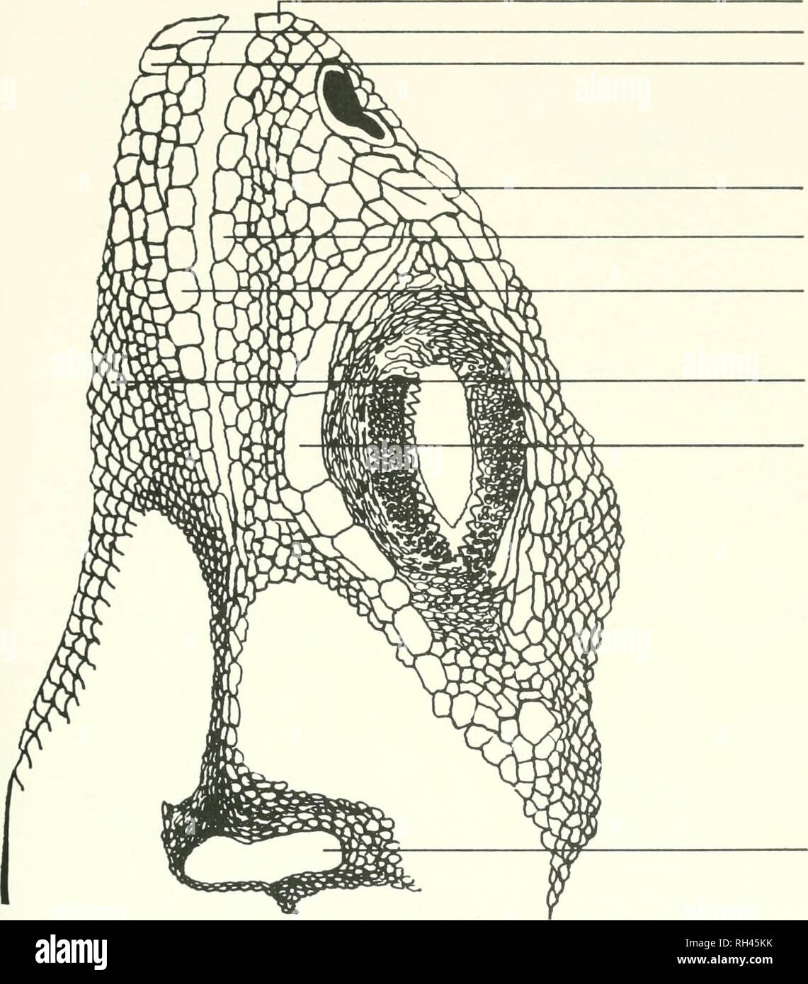 . Brigham Young University science bulletin. Biology -- Periodicals. BIOLOGICAL SERIES. VOL. 1 3, NO. 2 CROTAPHYTUS COLLARIS. ROSTRAL MENTAL POSTMENTAL CANTHALS SUPRALABIALS INFRALABIALS GULARS SUBOCULARS EAR Fig. 2. A lateral view of head scalation typical for the population.-; studied. (Drawn from BYU 21705) X-^(l-a.9) = 80.768 X (0.999,9) =29.7 U-statistic (Anderson, 1958). The U-statistic was determined to be U,^^ :, -75. = 0.0209. Since most U-statistic tables only go up to p=10, Paul Sampson's Table 1. A contingency table testing the indepen- dence of Ward's clustering method and the pr Stock Photo