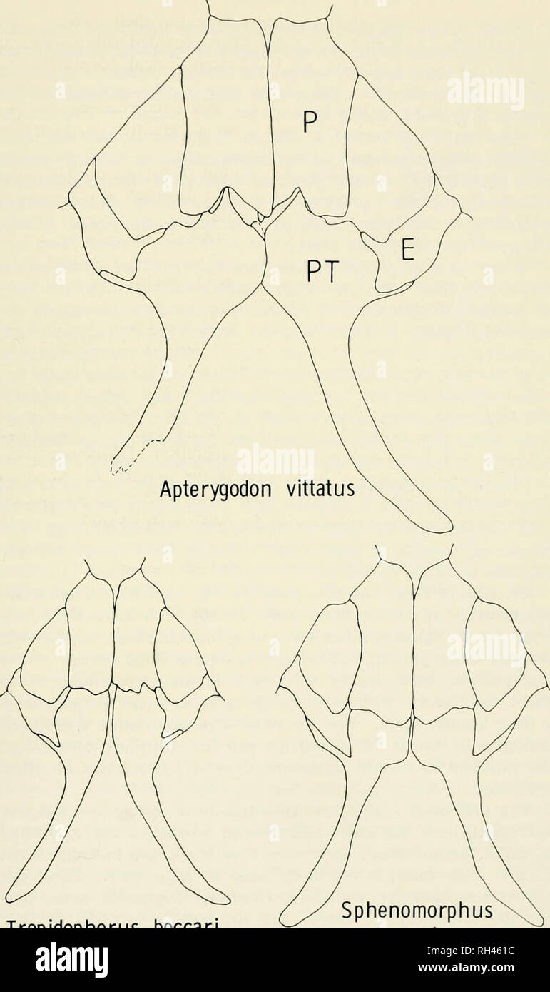 . Breviora. 970 SKINKS REFERRED TO Till- GENUS DASIA 13. Tropidophorus beccari Sphenomorphus solomonis Figure 3. Ventral view of the secondary palate in Aptciyi^'odon and representatives of two other genera, SphcnomorpJuis and Tropidophorus. with species displaying similar palates. 1 he ectopterygoid process has prob- ably evolved independently in each of these three groups. The palatal bones of Apterygodon are partially disarticulated. Not drawn to scale. Abbrevia-. Please note that these images are extracted from scanned page images that may have been digitally enhanced for readability - col Stock Photo