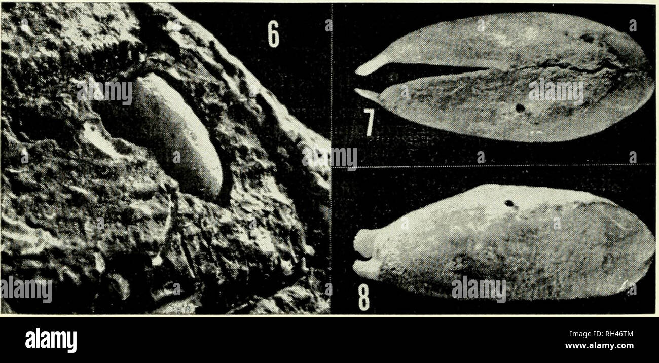 . Breviora. 10 BREVIORA No. 369. Figure 6. Exposed burrow of Lithophaga aristata in Chiton stokesii from Panama City, Panama (MCZ 78821) (4.2 x ). Figures 7-8. L. aristata extracted from burrow illustrated in Fig. 5 (MCZ 277123) (6.5 x ).. Please note that these images are extracted from scanned page images that may have been digitally enhanced for readability - coloration and appearance of these illustrations may not perfectly resemble the original work.. Harvard University. Museum of Comparative Zoology. Cambridge, Mass. , Museum of Comparative Zoology, Harvard University Stock Photo