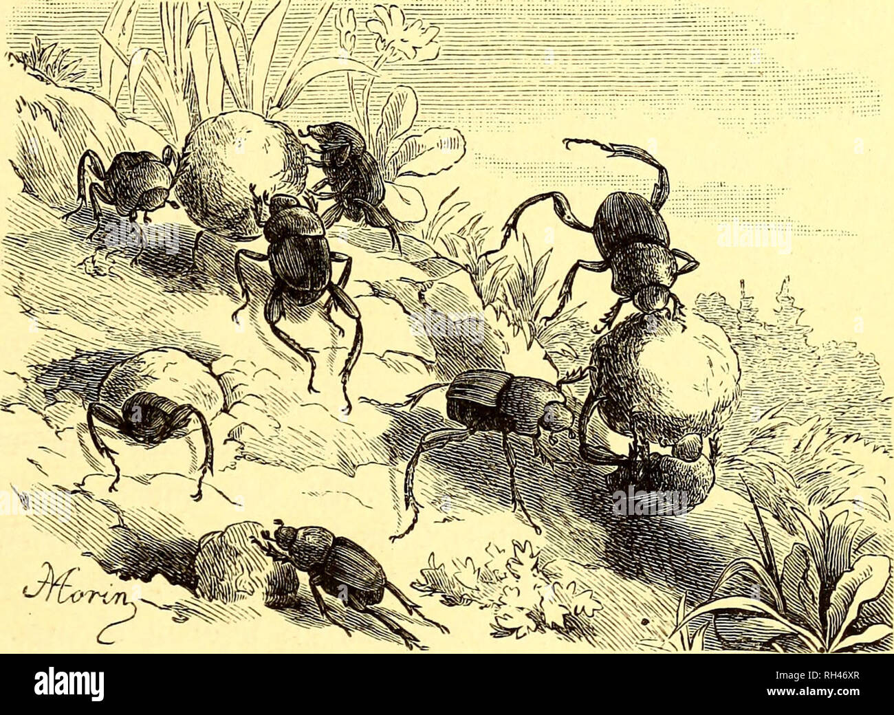 Brehms Tierleben Allgemeine Kunde Des Tierreichs Mit 1800
