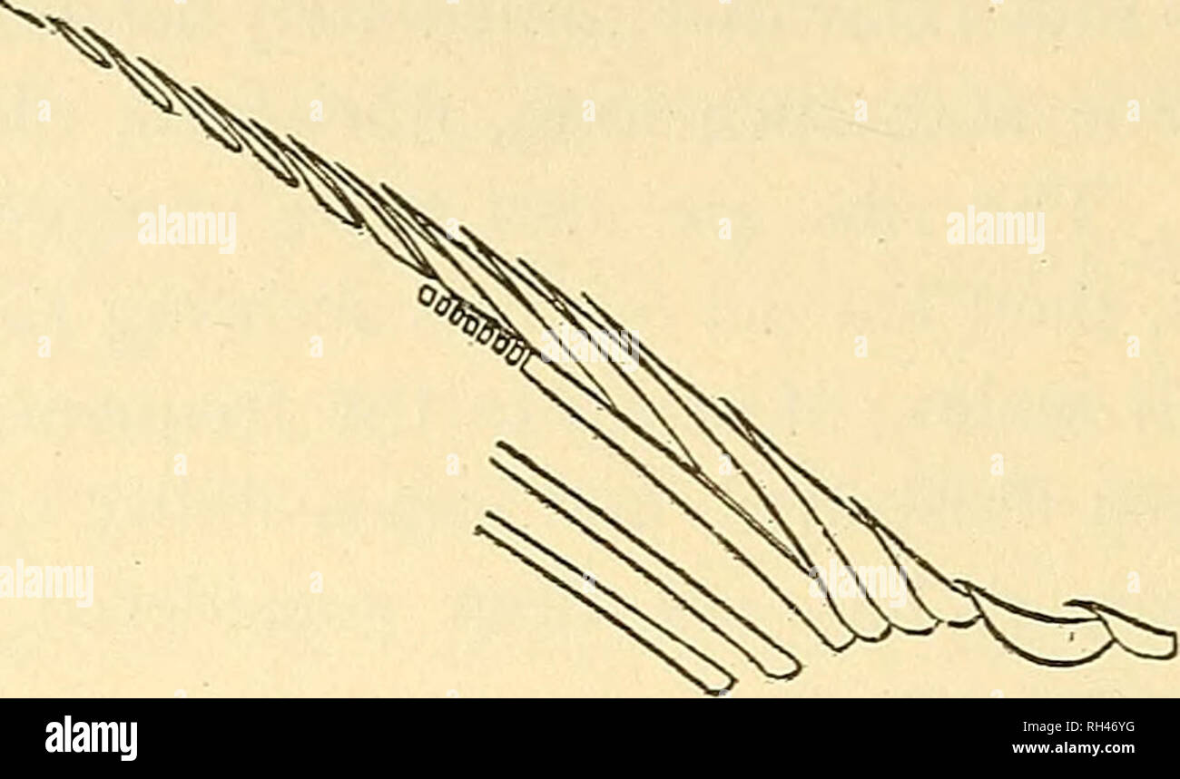 . A brief general account of fossil fishes : the Triassic fishes of New Jersey. Fishes, Fossil; Paleontology. 88 ANNUAL REPORT OF terior ray at a considerable distance from its base, and is about one-third as long as the anterior fin-margin (Fig. 13). Pec-. Fig. 13. Semionotus micropterus (Newb.). Fulcra and anterior rays of dorsal fin. torals with upwards of 20 fulcra. Ridge-scales moderate, spini- form, the one immediately in advance of the dorsal fin slightly produced into a point behind. Scales frequently serrated, those below the lateral line on the flanks tending to become bi- or tri- de Stock Photo