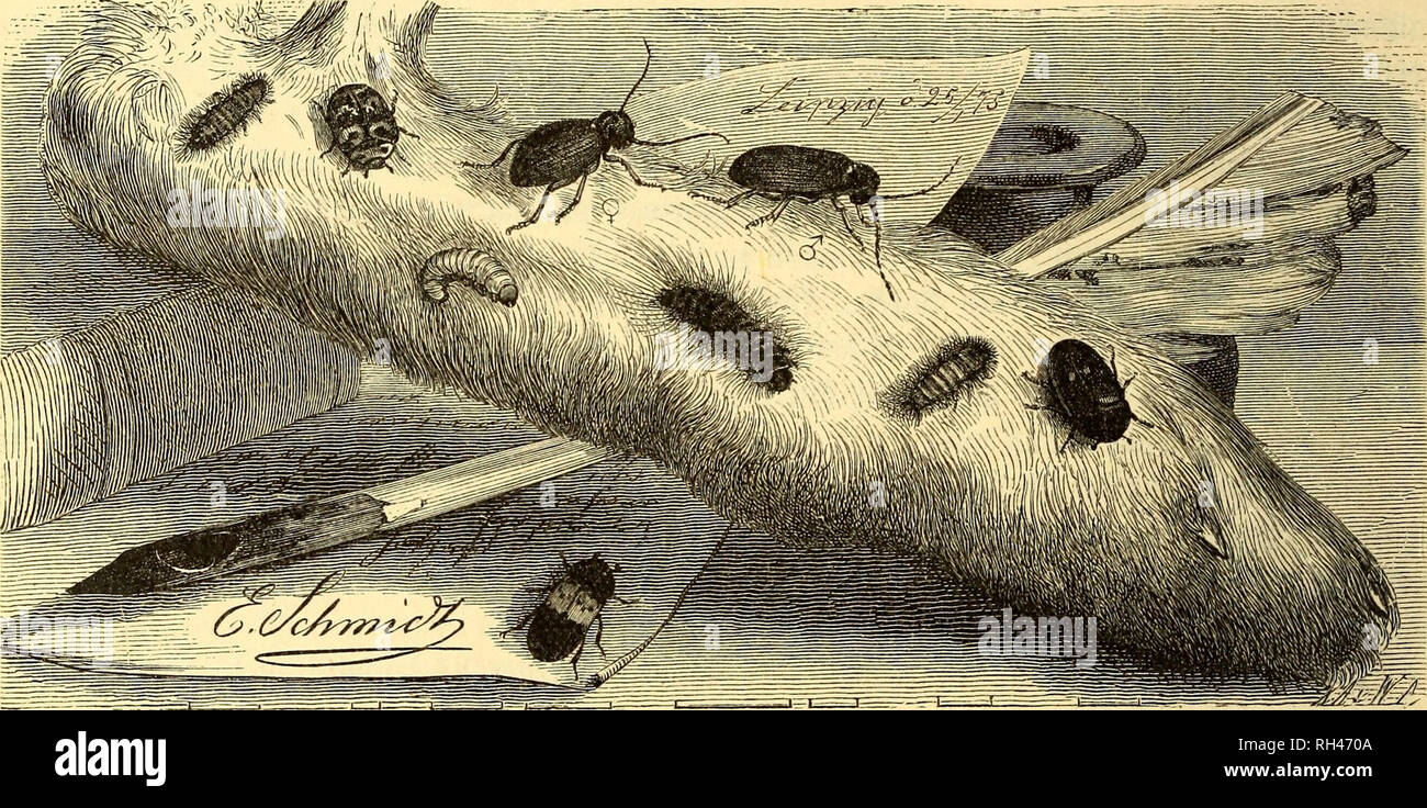 . Brehms Tierleben : allgemeine Kunde des Tierreichs : mit 1800 Abbildungen im Text, 9 Karten und 180 Tafeln in Farbendruck und Holzschnitt. Zoology; Animal behavior. 76 @rfte Drbnung: ^öfer; elfte fjfamilie: ©peäfäfer. ben glügelbecfen ^uf ammengehaltene 9?eft weit auSeinanber treten unb jwifdjen aßen breien eine weiße £mut gleich einem furgen tarnte heraustritt. on ber 1 2 3 4 6 5 8 9. 7 1, 2) ßabinettfäfer (Anthrenus niuseorum, ©.77). 3-5) ®teb (Ptinus für, ©.122). 6, 7) ©feedfäfer (Dermestes lardarius, ©.74) 8, 9) ^elgfäfer (Attagenus pellio). Seöe ^Irt mit ifyrer Saroe; aße Figuren üergrö Stock Photo