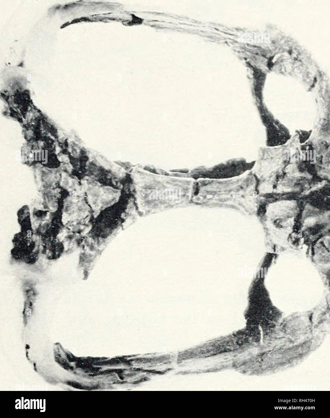 . Breviora. 1972 CHANARES GOMPHODONTS. Figure 2. The holotype skull of Massrtngnaihus major in ventral view. X 2/5. was found exposed ^•ith the palatal surfaces upward, and in a somewhat weathered condition, so that the cheek teeth do not show the crown pattern well, and the posterior part of the skull is imperfectly preserved. In most regards the skull agrees well with the previously described species of Alassetognathus. Dis- tinctive, howeer, is the relati'e narrowness of the snout and a consequent!)- lesser deelopment of the broad shelf which, in ventral view, extends far out on either  Stock Photo