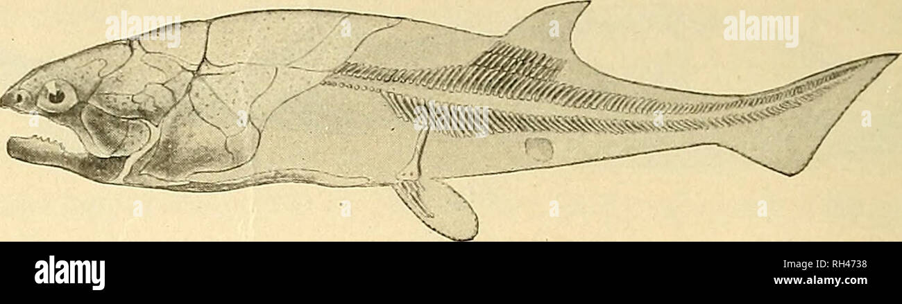 . A brief general account of fossil fishes : the Triassic fishes of New Jersey. Fishes, Fossil; Paleontology. 42 ANNUAL REPORT OF. Fig. 4. Coccosteus decipiens Ag. Lower Old Red Sandstone; Scotland. Lateral aspect, restored by Dr. R. H. Traquair. X JA- hugest of all Palaeozoic fishes, Dinichthys and Titanichthys, which occur in the uppermost Devonian of Ohio and neighboring States. The length of these creatures has been estimated at upwards of fifteen or twenty feet, and the solidity of their armor- plating has never been surpassed amongst fishes. Over the back and head the bones were in place Stock Photo