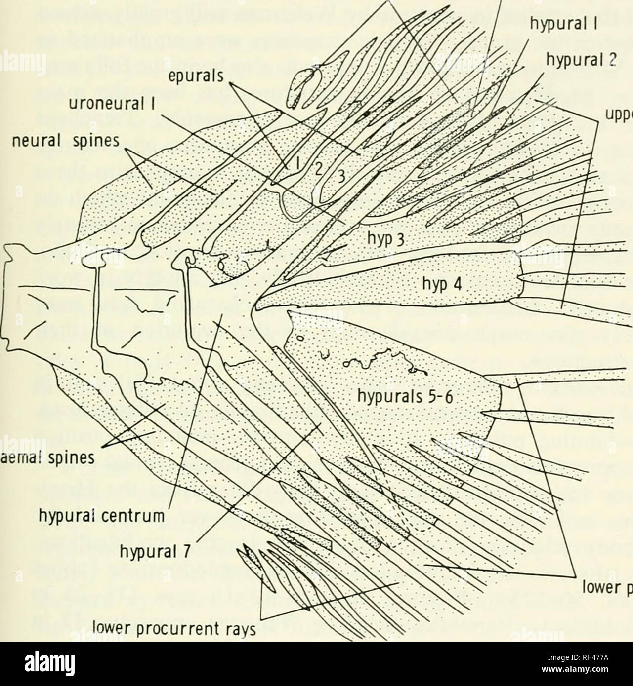 . Breviora. 1971 BRAZILIAN CHARACIN FISH 21 upper procurrent rays epurals uroneural 2 hypural I hypural 2 uroneural I neural spines. haemal spines upper principal rays hypural centrum hypural 7 lower principal rays lower procurrent rays' Figure 15. Caudal skeleton of Micromischodus sugillatiis (lateral view).. Please note that these images are extracted from scanned page images that may have been digitally enhanced for readability - coloration and appearance of these illustrations may not perfectly resemble the original work.. Harvard University. Museum of Comparative Zoology. Cambridge, Mass. Stock Photo