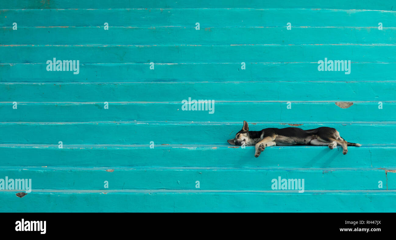 Lazy dog sleeping on colorful steps in Honduras. Stock Photo