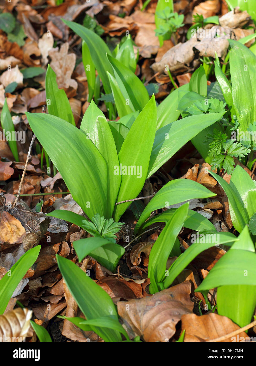 Ramsons detail hi-res stock photography and images - Alamy