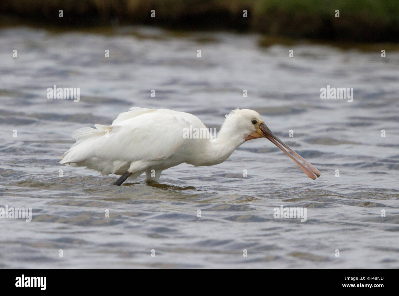 Spoonbill marsh uk hi-res stock photography and images - Alamy
