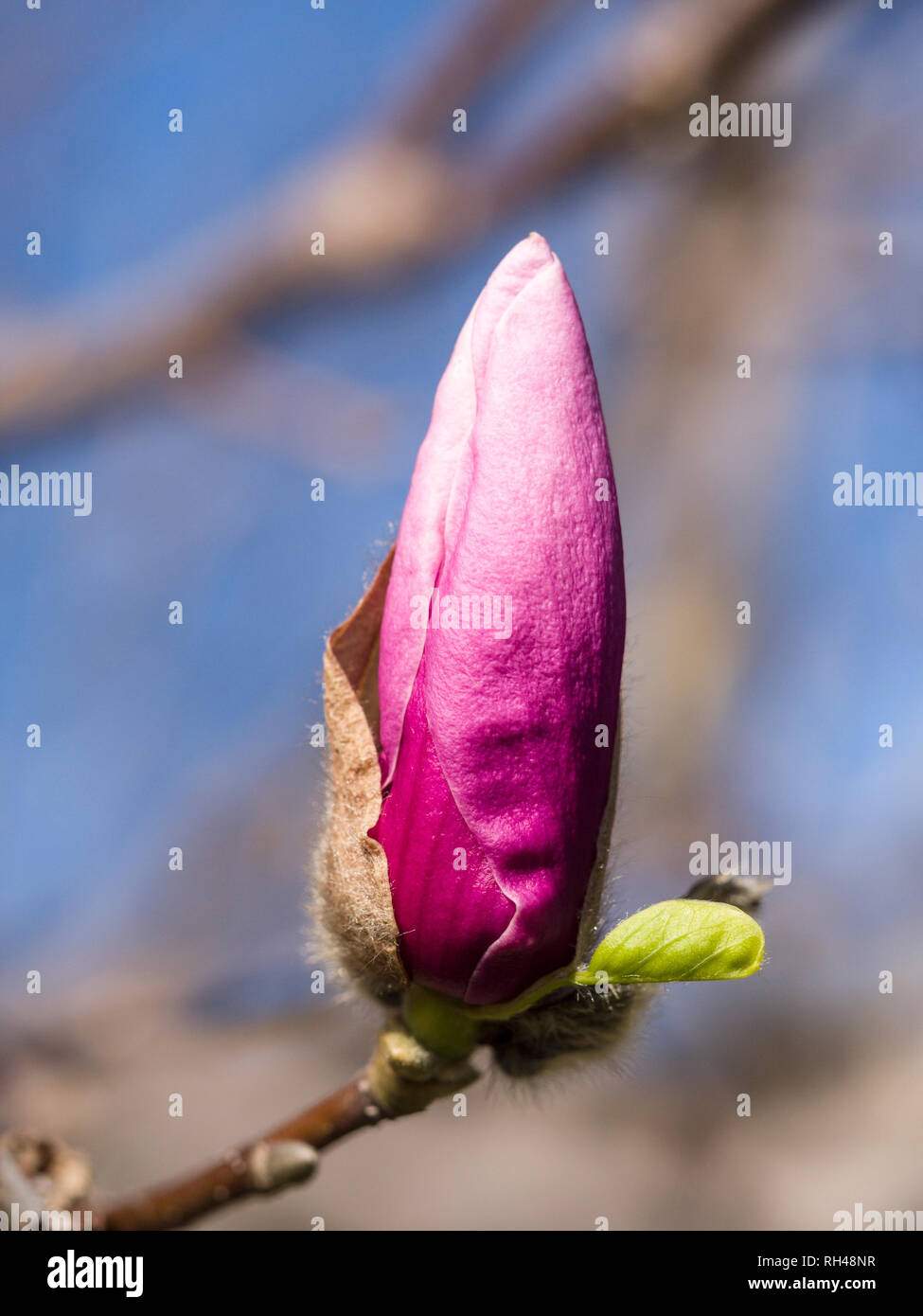 Flowering Magnolia bud in the spring A single large pink flower bud is