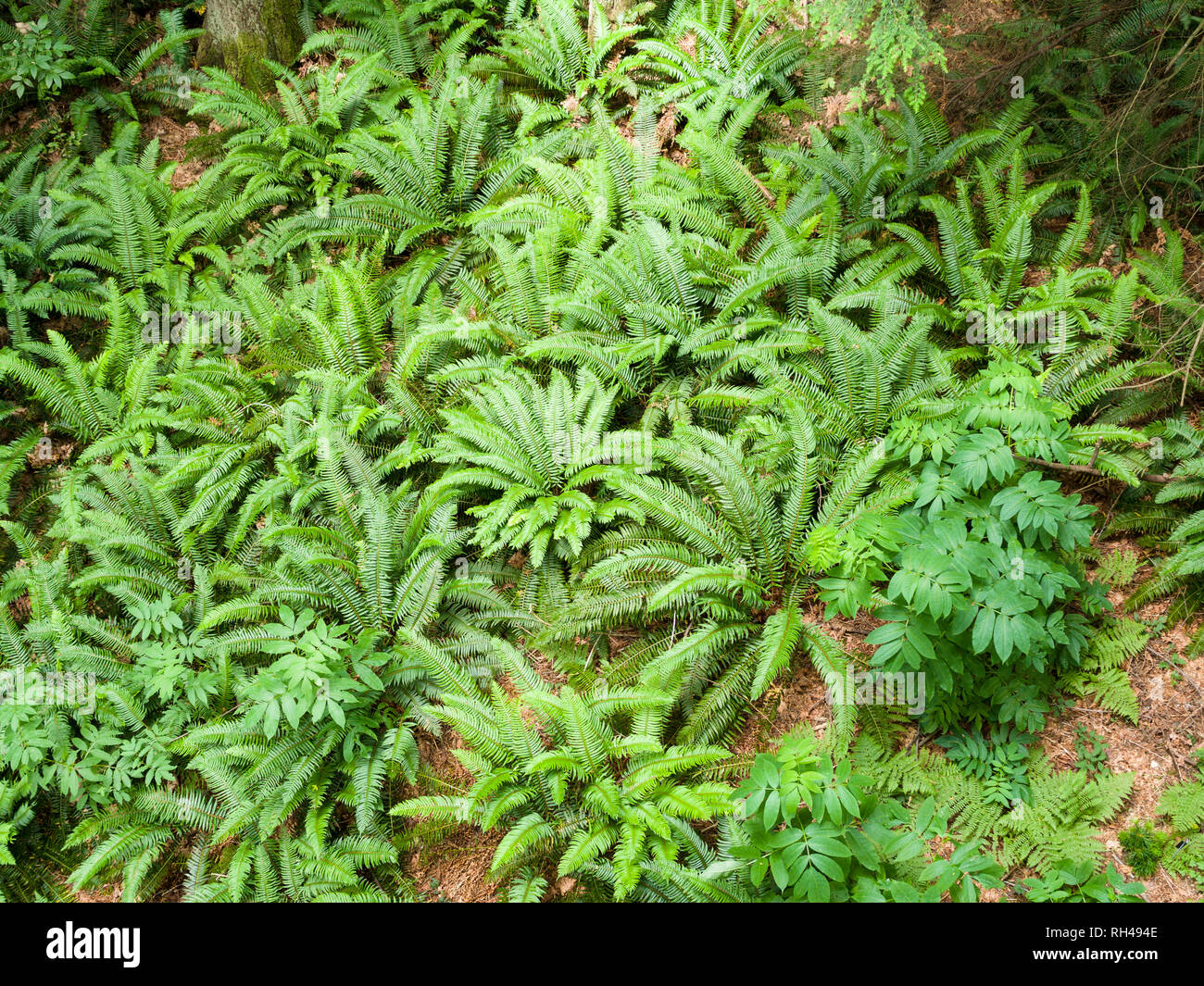 Forest Floor Ferns from Above: A cluster of bright green ferns and other understory plants in a temperate coastal rain forest. Stock Photo