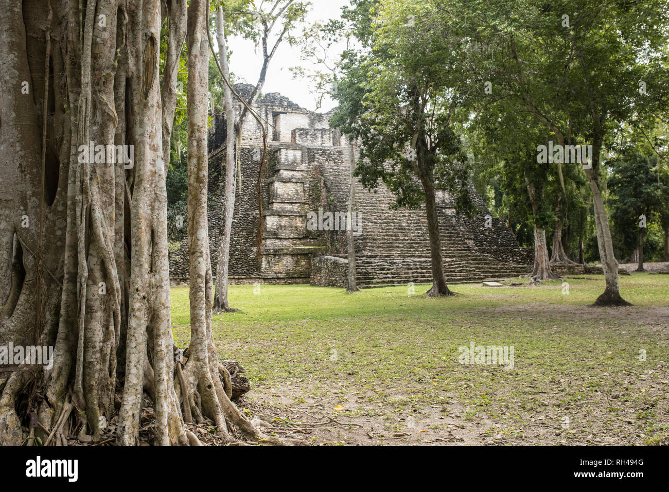 Jungle vines with the Mayan temple of Dzibanche out of focus in the background. Stock Photo