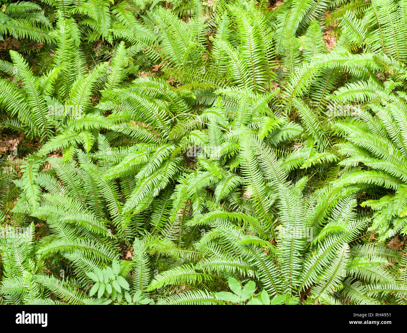 Forest Floor Ferns: A cluster of bright green ferns and other understory plants in a temperate coastal rain forest. Stock Photo