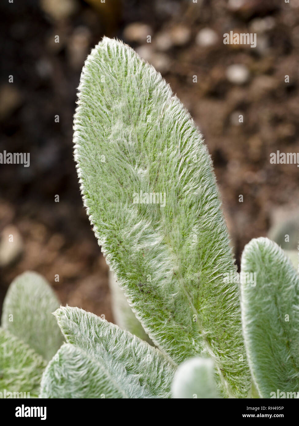 Lamb's Ears (Stachy's byzatina): The fuzzy leaves of this succulent are a joy to stroke. Stock Photo