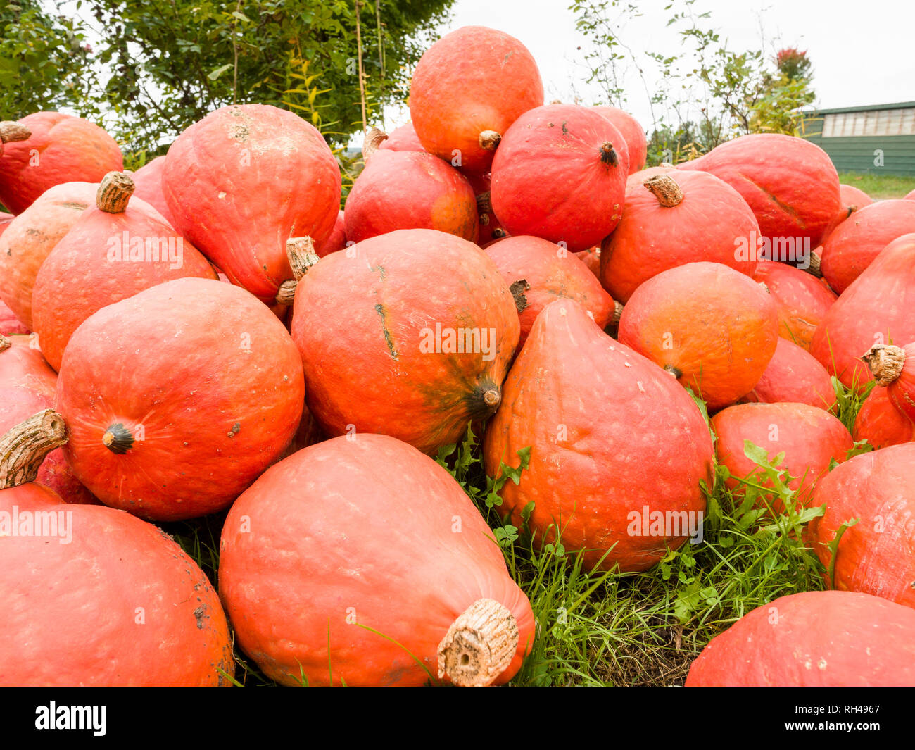 Hubbard Squash for sale A large pile of red and orange hubbard squash